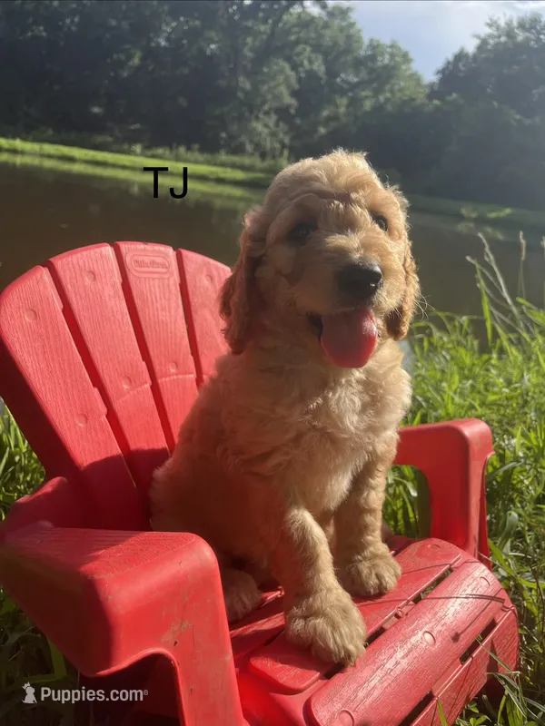TJ – Goldendoodle puppy for sale in Liberal, MO