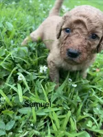 Samuel, a male Goldendoodle for sale in Liberal, MO – 2 of 2