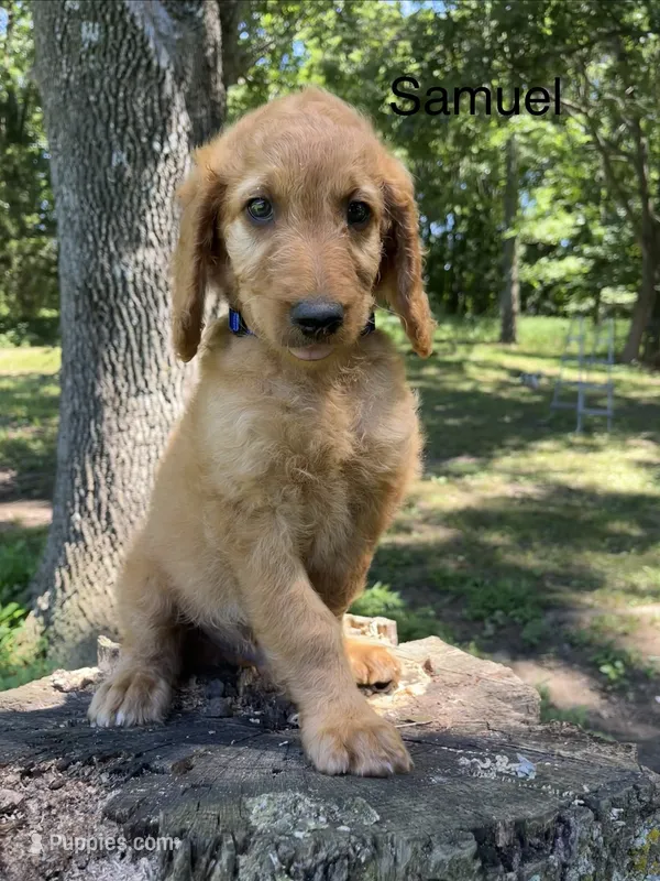 Samuel – Goldendoodle puppy for sale in Liberal, MO