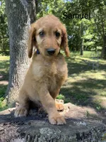 Samuel, a male Goldendoodle for sale in Liberal, MO – 3 of 7