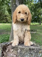 Franklin , a male Goldendoodle for sale in Liberal, MO – 2 of 5