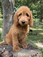 Clifford, a male Goldendoodle for sale in Liberal, MO – 1 of 4