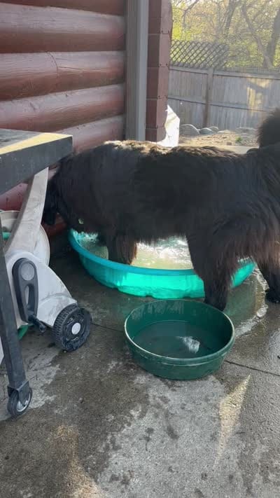 Pickles, a male Newfoundland for sale in Adel, IA – 5 of 6