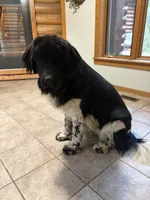 Birdie, a female Newfoundland for sale in Adel, IA – 4 of 7
