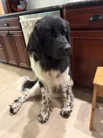 Birdie, a female Newfoundland for sale in Adel, IA – 5 of 7
