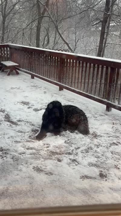 Pickles, a male Newfoundland for sale in Adel, IA – 6 of 6