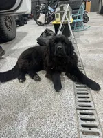 Pickles, a male Newfoundland for sale in Adel, IA – 4 of 6
