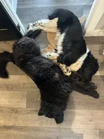 Pickles, a male Newfoundland for sale in Adel, IA – 3 of 6