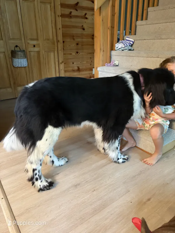 Birdie – Newfoundland puppy for sale in Adel, IA