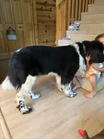Birdie, a female Newfoundland for sale in Adel, IA – 1 of 7