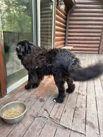 Pickles, a male Newfoundland for sale in Adel, IA – 2 of 6