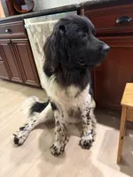 Birdie, a female Newfoundland for sale in Adel, IA – 3 of 7