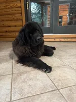 Pickles, a male Newfoundland for sale in Adel, IA – 1 of 6