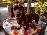 Frank, a male Miniature Dachshund for sale in Gulf Breeze, FL – 2 of 2