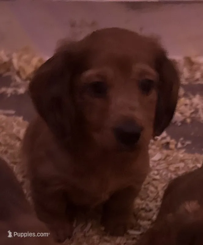 Sam – Miniature Dachshund puppy for sale in Gulf Breeze, FL