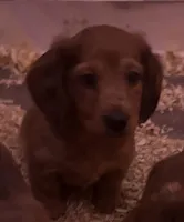 Sam, a male Miniature Dachshund for sale in Gulf Breeze, FL – 1 of 1