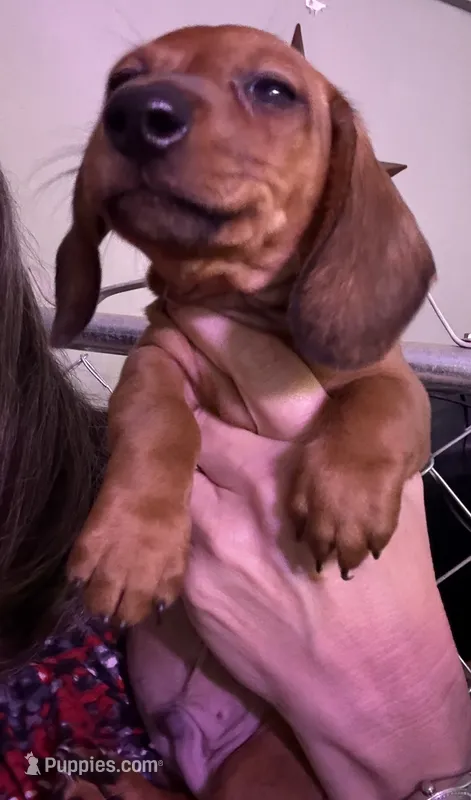 Peter – Miniature Dachshund puppy on hold in Gulf Breeze, FL