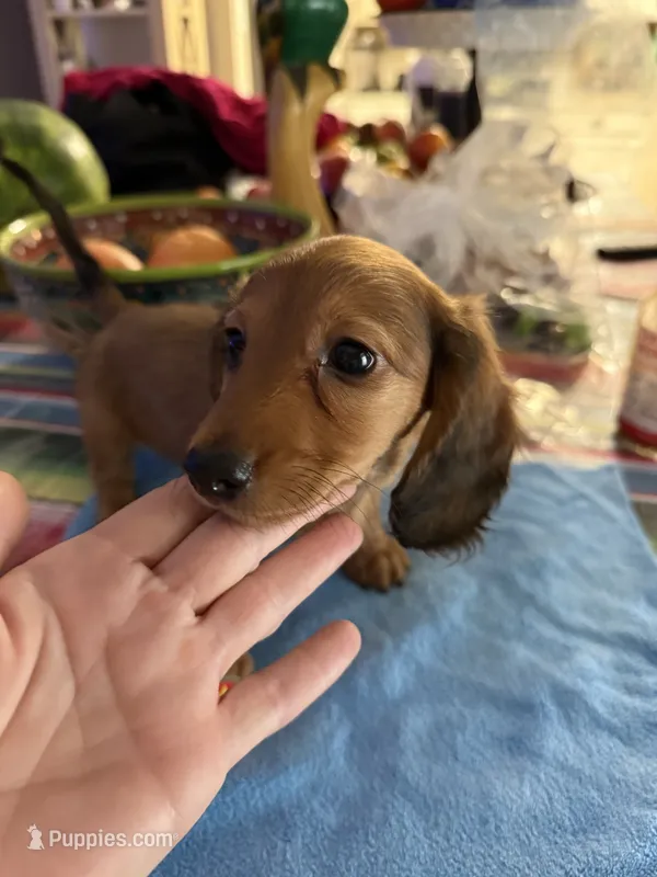 Tula – Miniature Dachshund puppy for sale in Gulf Breeze, FL