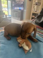 Zip, a male Miniature Dachshund for sale in Gulf Breeze, FL – 2 of 2