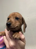 Jake, a male Miniature Dachshund for sale in Gulf Breeze, FL – 1 of 3