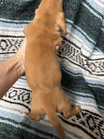 Andrew, a male Miniature Dachshund for sale in Gulf Breeze, FL – 2 of 2
