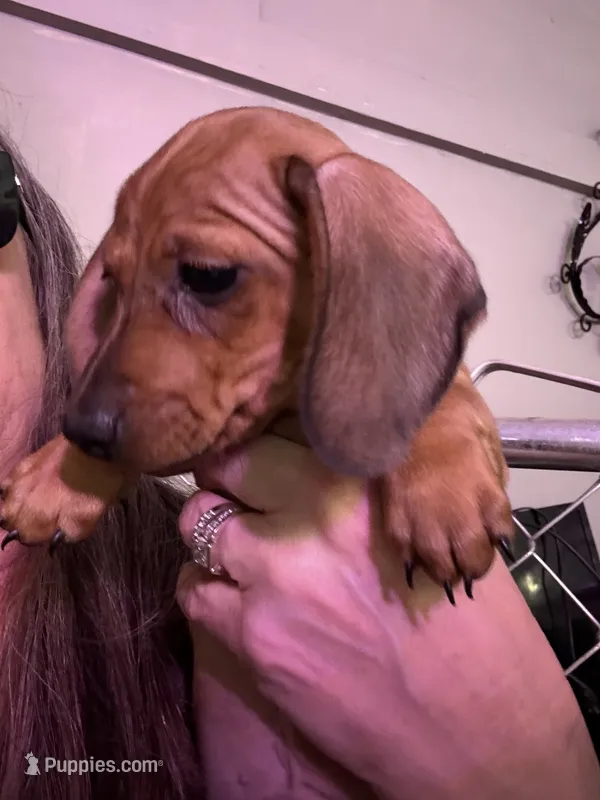 Zion – Miniature Dachshund puppy for sale in Gulf Breeze, FL