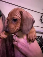 Zion, a female Miniature Dachshund for sale in Gulf Breeze, FL – 1 of 1