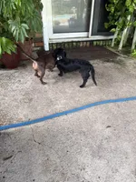 Zed, a male Miniature Dachshund for sale in Gulf Breeze, FL – 4 of 4