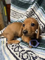 Jack, a male Miniature Dachshund for sale in Gulf Breeze, FL – 2 of 2