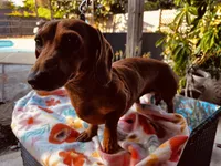 Frank, a male Miniature Dachshund for sale in Gulf Breeze, FL – 1 of 2