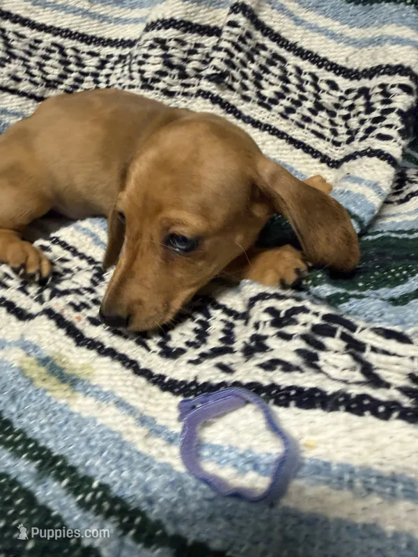 Ziek – Miniature Dachshund puppy for sale in Gulf Breeze, FL