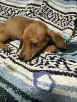 Ziek, a male Miniature Dachshund for sale in Gulf Breeze, FL – 1 of 3