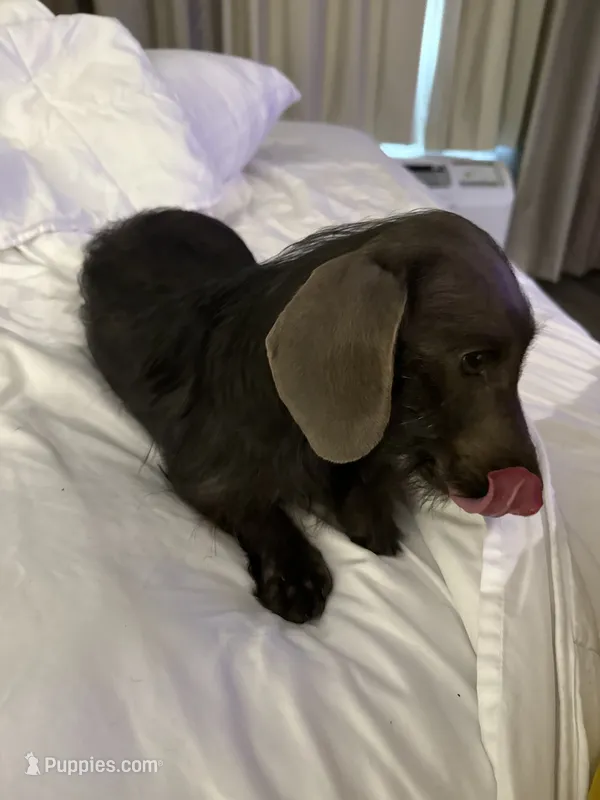 Pip – Miniature Dachshund puppy for sale in Gulf Breeze, FL