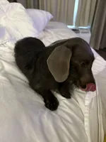 Pip, a female Miniature Dachshund for sale in Gulf Breeze, FL – 1 of 3