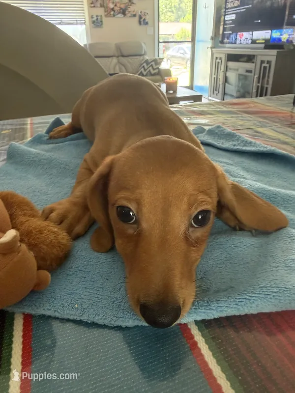 Sunny – Miniature Dachshund puppy for sale in Gulf Breeze, FL