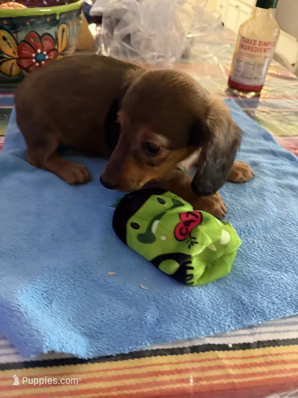 Fabio  – Miniature Dachshund puppy for sale in Gulf Breeze, FL