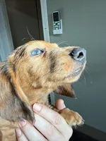 Ole blue eye, a male Miniature Dachshund for sale in Gulf Breeze, FL – 4 of 4