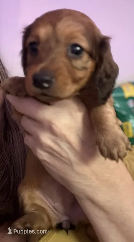 Tula – Miniature Dachshund puppy for sale in Gulf Breeze, FL