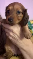 Tula, a female Miniature Dachshund for sale in Gulf Breeze, FL – 1 of 1