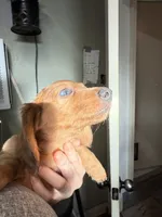Ole blue eye, a male Miniature Dachshund for sale in Gulf Breeze, FL – 2 of 4