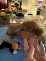 Sedona, a female Miniature Dachshund for sale in Gulf Breeze, FL – 2 of 2