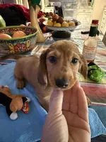 Sedona, a female Miniature Dachshund for sale in Gulf Breeze, FL – 1 of 2