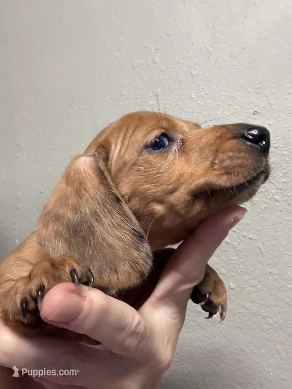Sam – Miniature Dachshund puppy for sale in Gulf Breeze, FL