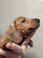 Sam, a male Miniature Dachshund for sale in Gulf Breeze, FL – 1 of 3