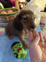 Fabio , a male Miniature Dachshund for sale in Gulf Breeze, FL – 2 of 3