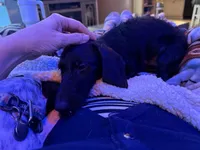 Zed, a male Miniature Dachshund for sale in Gulf Breeze, FL – 3 of 4