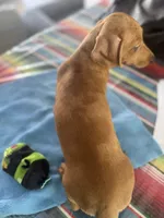 Zarah, a female Miniature Dachshund for sale in Gulf Breeze, FL – 2 of 2
