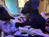 Zeto, a male Miniature Dachshund for sale in Gulf Breeze, FL – 2 of 4