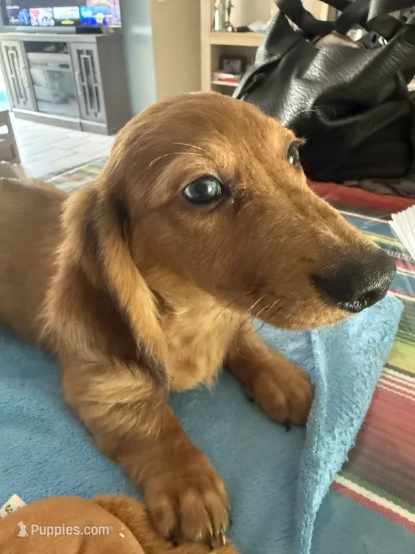 Ole blue eye – Miniature Dachshund puppy on hold in Gulf Breeze, FL