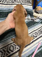 Mary, a female Miniature Dachshund for sale in Gulf Breeze, FL – 3 of 3